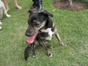 Cachorro raça SRD idade 1 ano nome BUZINA