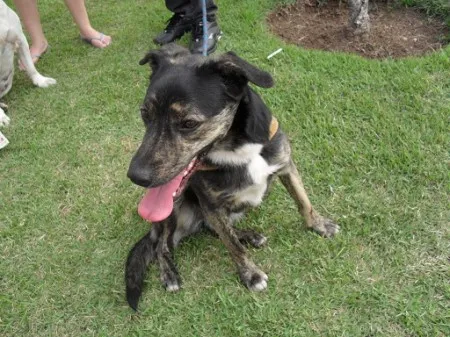 Cachorro ra a SRD idade 1 ano nome BUZINA