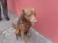 LUCAS