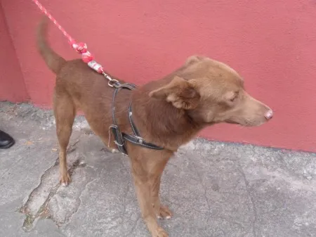 Cachorro ra a SRD idade 1 ano nome LUCAS