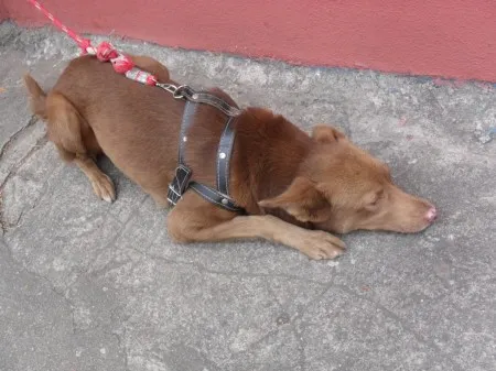 Cachorro ra a SRD idade 1 ano nome LUCAS