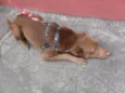 LUCAS