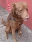 LUCAS