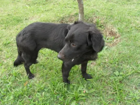 Cachorro ra a SRD idade 1 ano nome XUXA