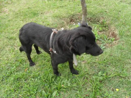 Cachorro ra a SRD idade 1 ano nome XUXA