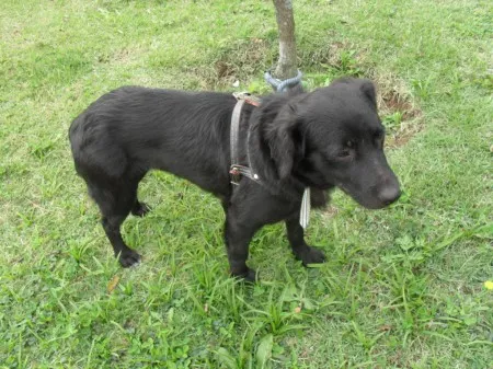 Cachorro ra a SRD idade 1 ano nome XUXA