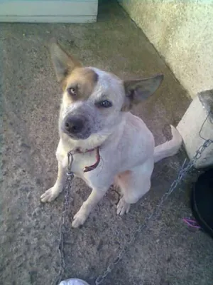 Cachorro raça NÃO DEFINIDA idade 1 ano nome PENELOPE