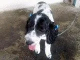 Cachorro ra a Cocker idade 2 a 6 meses nome THIFFANY
