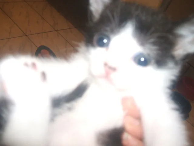 Gato raça Siamês e etc idade 2 a 6 meses nome Sem Nome