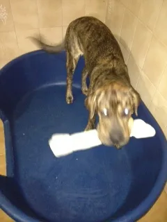 Cachorro raça labrador sharpei idade 1 ano nome Queen