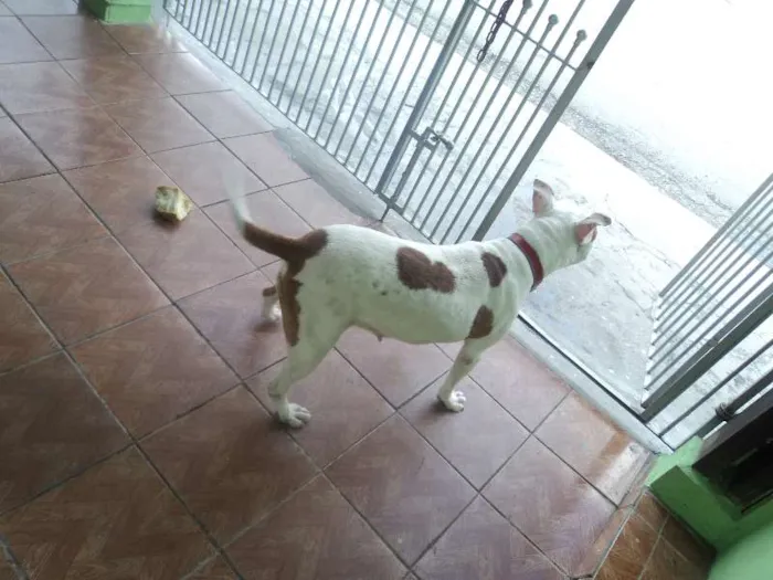 Cachorro ra a Pit-Bull idade 1 ano nome Shira