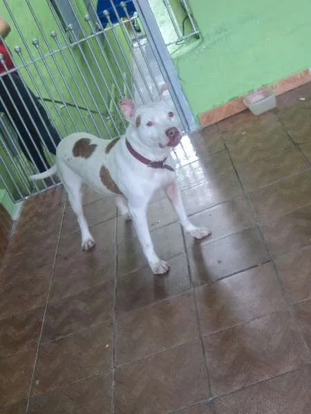 Cachorro ra a Pit-Bull idade 1 ano nome Shira
