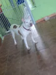 Shira