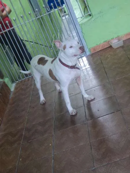 Cachorro ra a Pit-Bull idade 1 ano nome Shira