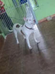 Shira