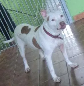 Cachorro raça Pit-Bull idade 1 ano nome Shira