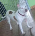 Shira