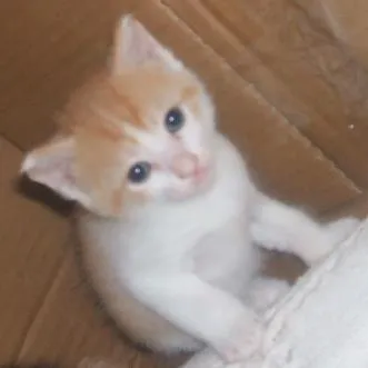 Gato raça Siamês e etc idade 2 a 6 meses nome Sem Nome