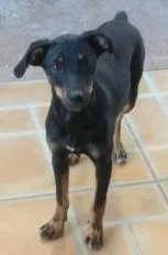 Cachorro ra a  idade 2 a 6 meses nome Lilica