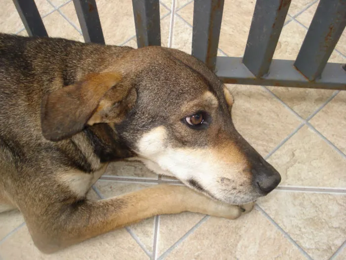 Cachorro raça vira lata idade 2 anos nome  sem nome