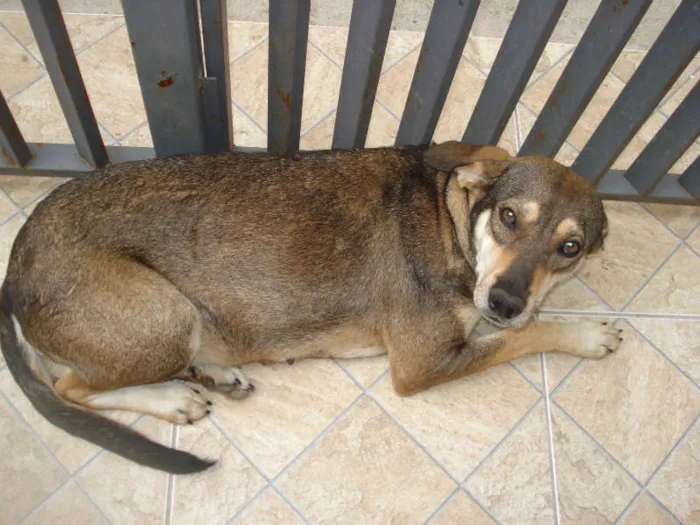 Cachorro raça vira lata idade 2 anos nome  sem nome