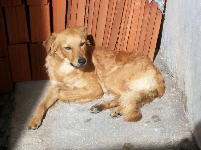 Cachorro raça Labrador idade 3 anos nome Bóris GRATIFICA