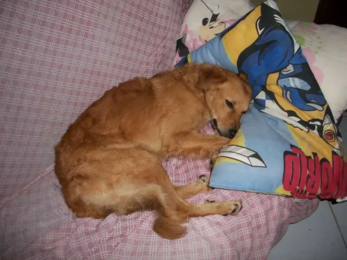 Cachorro raça Labrador idade 3 anos nome Bóris GRATIFICA