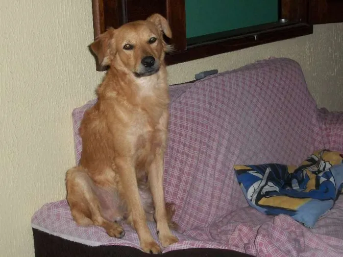 Cachorro raça Labrador idade 3 anos nome Bóris GRATIFICA