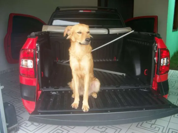 Cachorro raça Labrador idade 3 anos nome Bóris GRATIFICA