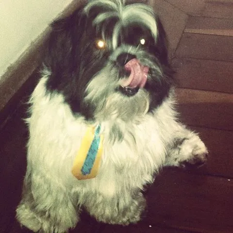 Cachorro raça  idade  nome PIPOCA GRATIFICA