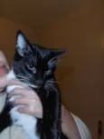Oreo
