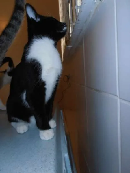Gato ra a srd idade 2 a 6 meses nome Oreo