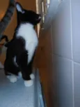 Oreo