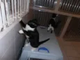 Oreo