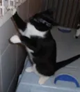 Oreo