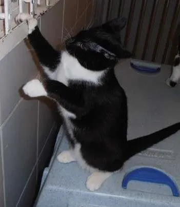 Gato ra a srd idade 2 a 6 meses nome Oreo