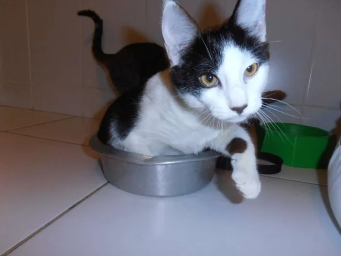 Gato ra a srd idade 2 a 6 meses nome Floquinho