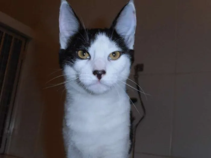 Gato ra a srd idade 2 a 6 meses nome Floquinho