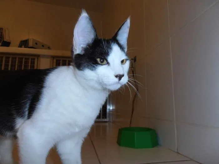 Gato ra a srd idade 2 a 6 meses nome Floquinho