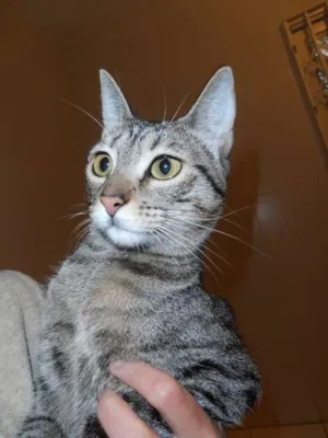 Gato raça srd idade 1 ano nome Kit