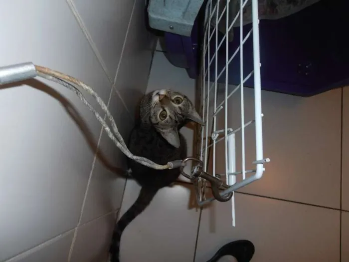 Gato ra a srd idade 1 ano nome Kit