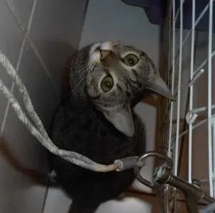 Gato ra a srd idade 1 ano nome Kit