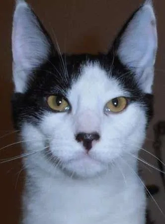 Gato ra a srd idade 2 a 6 meses nome Floquinho