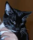 Oreo