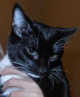 Gato raça srd idade 2 a 6 meses nome Oreo