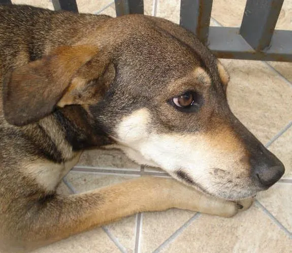 Cachorro raça vira lata idade 2 anos nome  sem nome