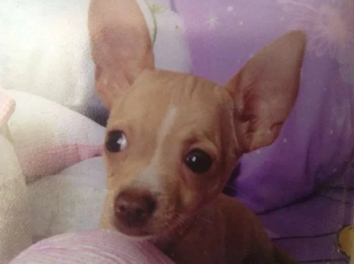 Cachorro ra a chihuahua  idade  nome Skyni