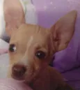 Skyni