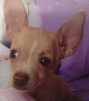 Cachorro raça chihuahua  idade  nome Skyni