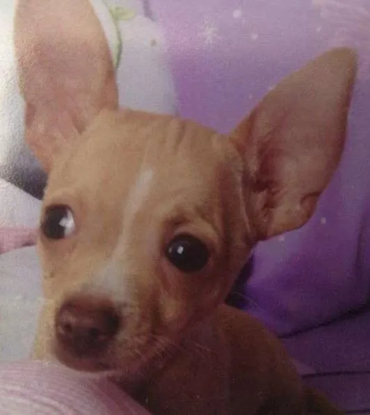 Cachorro ra a chihuahua  idade  nome Skyni
